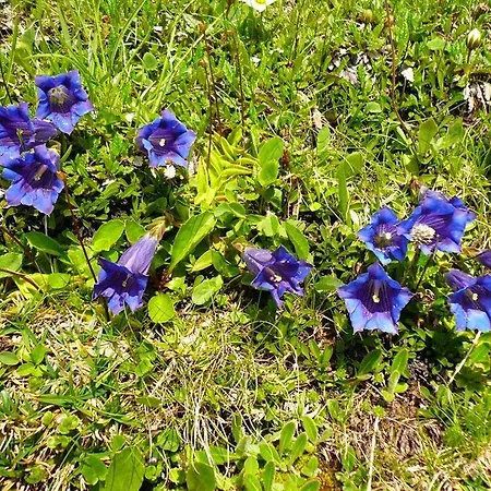 Haus Windegga アパート ブラント